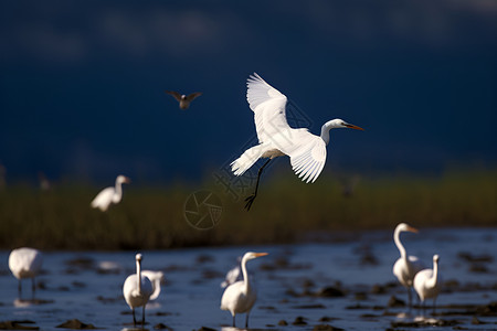 观鸟丰富多彩的湿地遨游背景