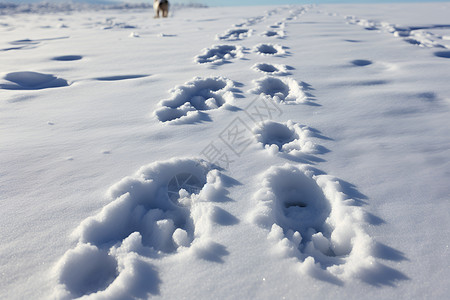 冬日雪地漫步背景图片