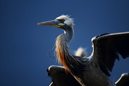 振翮展翅的苍鹭背景图片