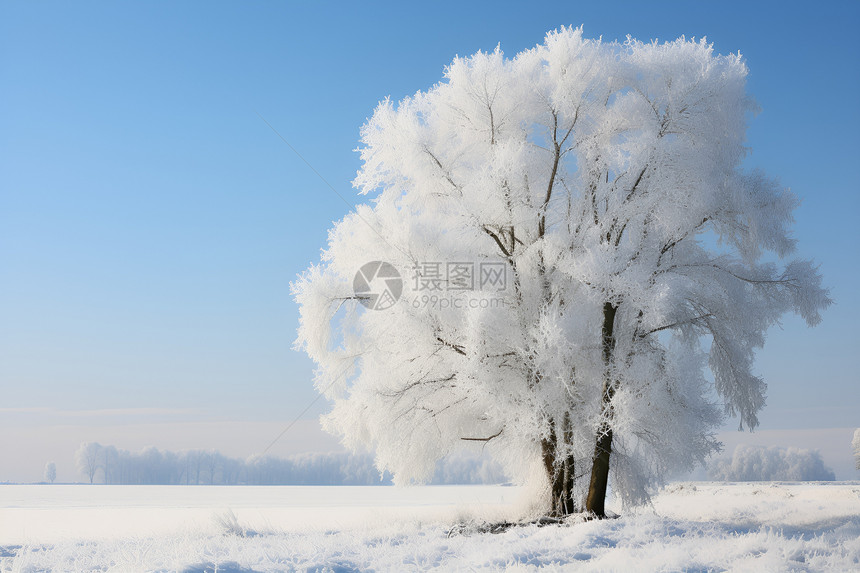 冬日的一棵树图片