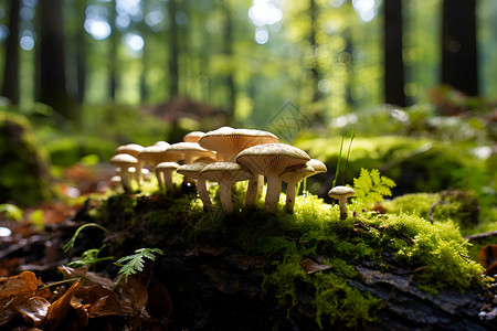 丛林中的野生蘑菇背景图片