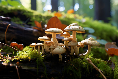 营养丰富的野生蘑菇背景图片