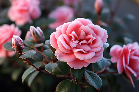 冬季花园绽放的美丽花朵背景图片