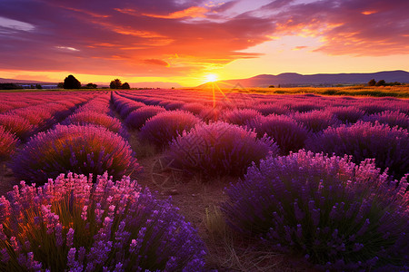 夕阳下的紫色薰衣草田野背景图片
