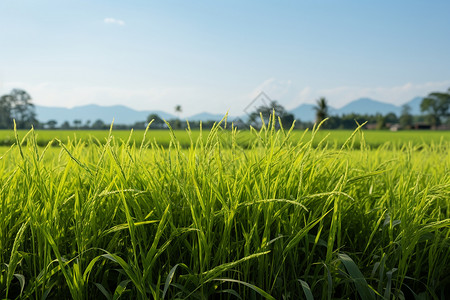 充满生机的水稻田野背景图片