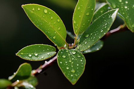 清晨春雨点缀的绿叶背景图片