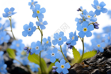 夏季花园绽放的蓝色花朵背景图片