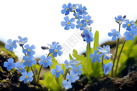 花园绽放的蓝色花朵背景图片