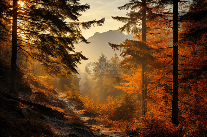 风景优美的秋季丛林景观图片