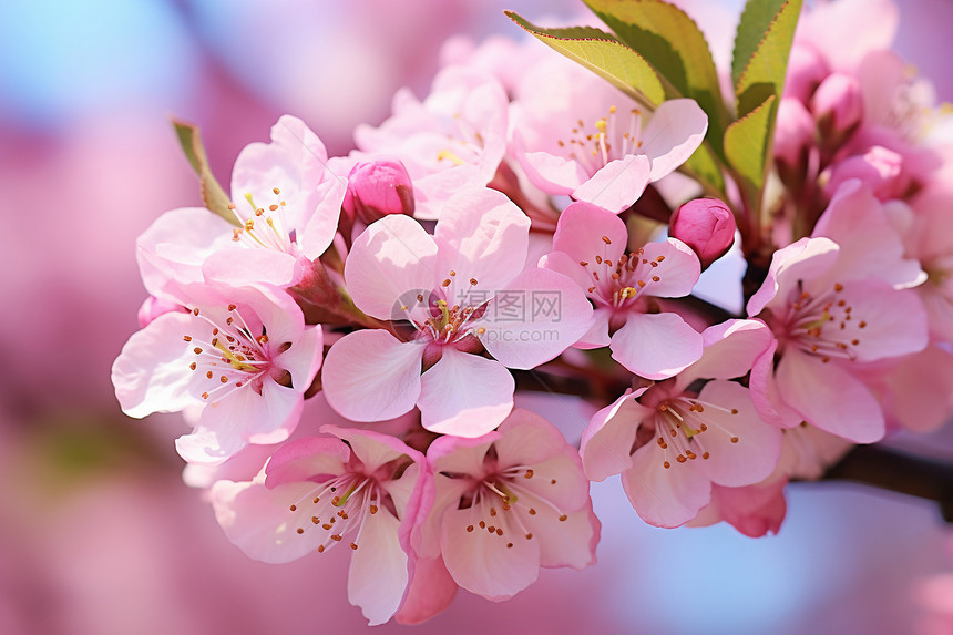 户外枝干上粉色樱花图片