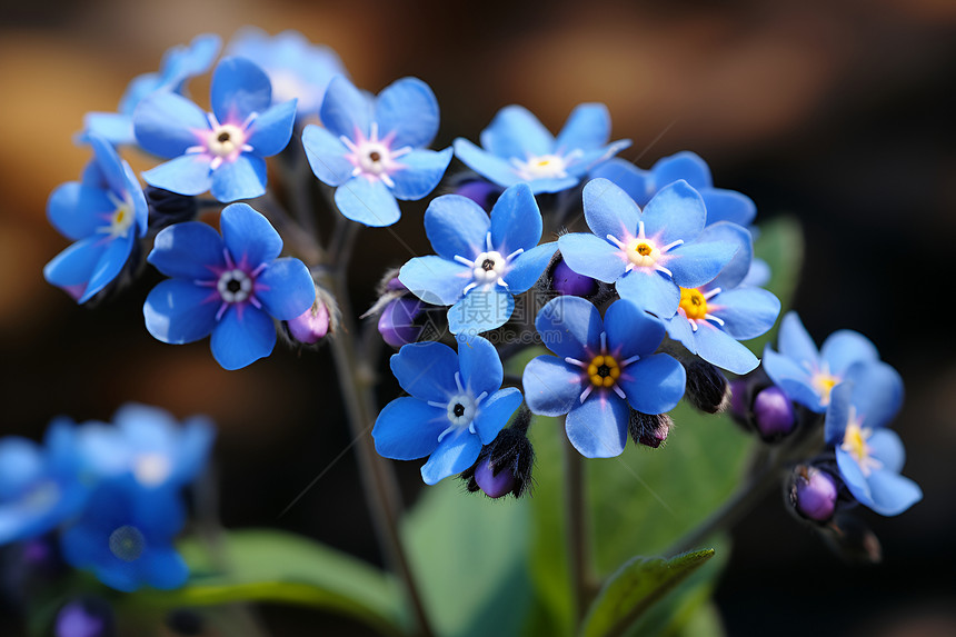 清新美丽的蓝色花束图片