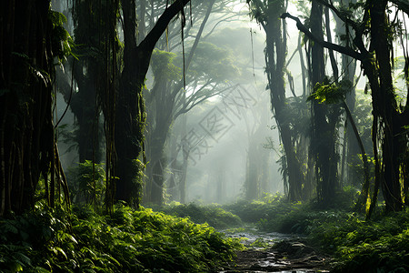 雨林之旅背景图片
