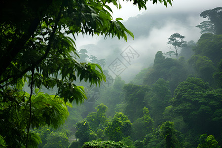 绿意的雨林背景图片