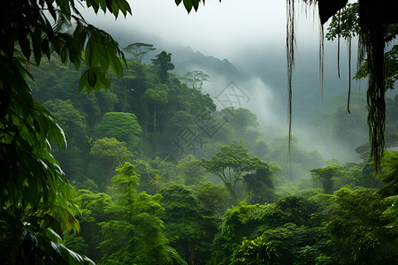 生态森林神秘的雨林背景