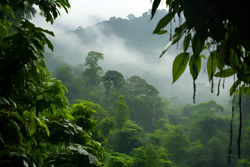 翠绿迷雾森林图片