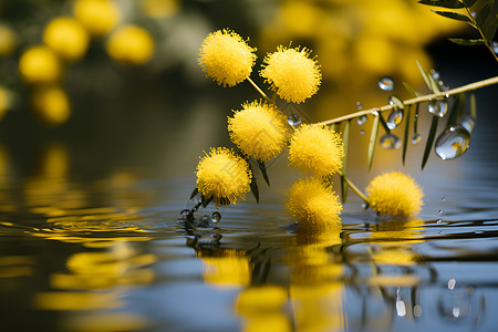 水面上的小花朵背景图片