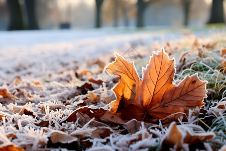 寒冬中的落叶背景图片