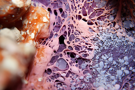 肝纤维化紫色的生物组织设计图片