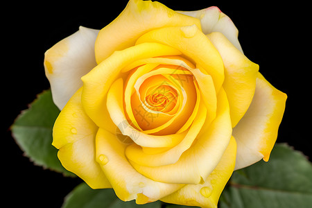 一朵黄色玫瑰背景图片