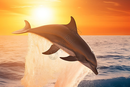 夕阳下嬉戏的海豚背景图片