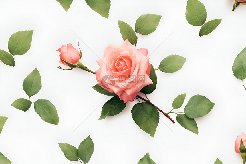 精美的粉色玫瑰花图片