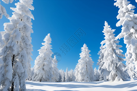 白色森林冬天森林雪景高清图片