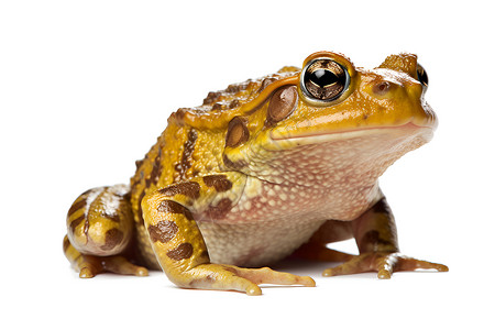 两栖动物的青蛙背景图片