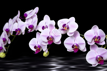 幻彩紫花背景图片
