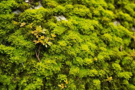 岩石红槭叶子绿苔覆盖的墙壁背景