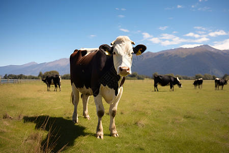山坡上的奶牛背景图片