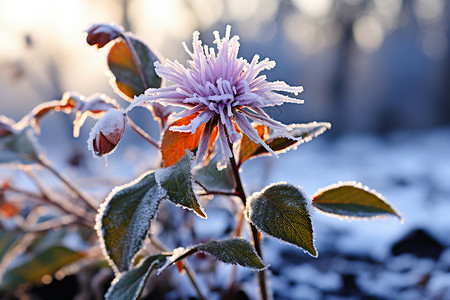 冬季冰冻的植物背景图片