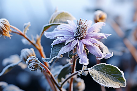 冬季冰冻的花朵背景图片
