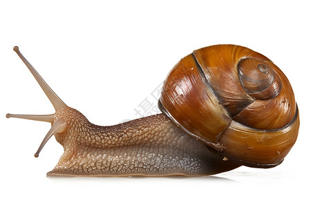 近距离的蜗牛背景图片