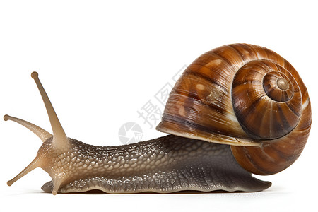 爬行蜗牛背景图片