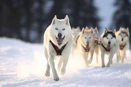 冬季雪地中的雪橇犬背景图片