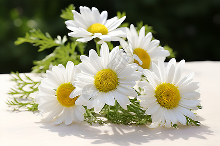 夏季清新绽放的菊花花朵背景图片