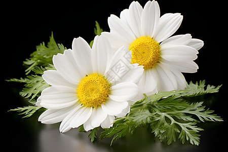 美丽绽放的菊花花朵背景图片