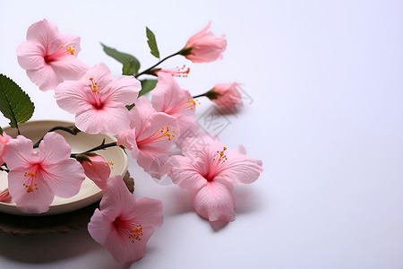 粉色花卉在白色桌面上背景图片