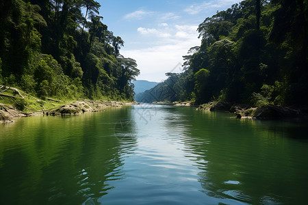 丛林河流背景图片