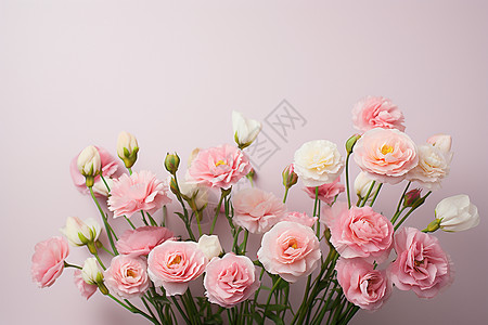 康乃馨植物花束粉色背景前的粉花背景