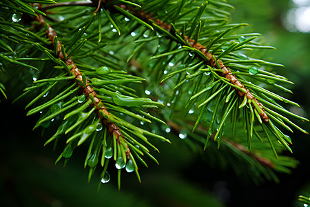 雨滴闪烁的松树枝背景图片