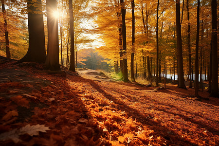 秋日森林的小径背景图片