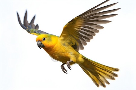 黄绿色衣裙一只展翅飞翔的黄绿色小鸟背景