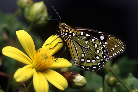 一只蝴蝶停在一朵花上背景图片