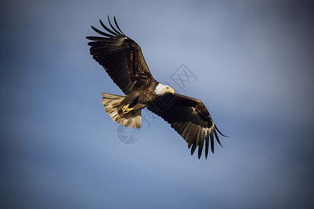 自由翱翔的老鹰背景图片