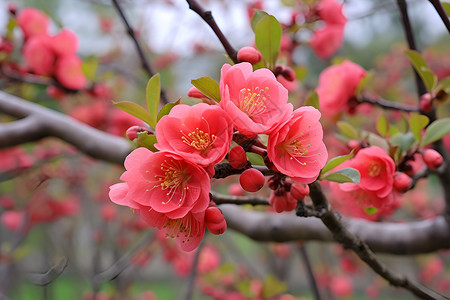 公园里的梅花背景图片