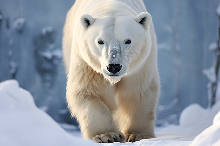 围栏中行走的北极熊背景图片