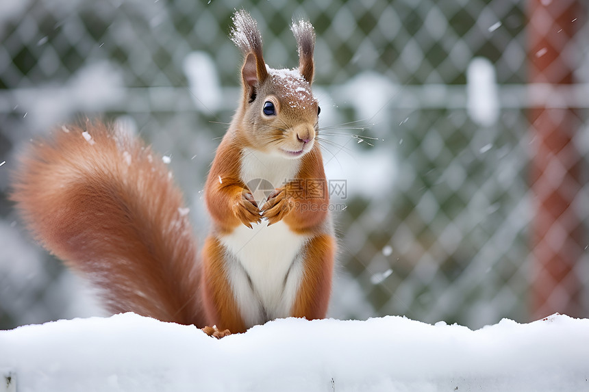 冬日户外的松鼠图片