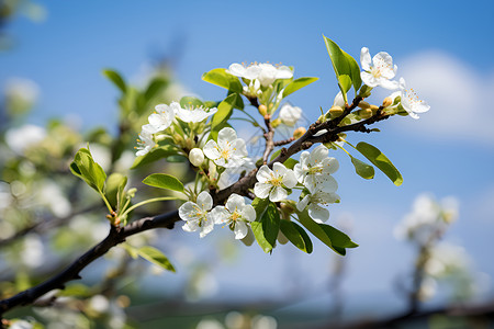 春季桃花树枝背景图片