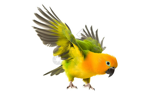 一只展翅欲飞的黄绿鹦鹉侧着头照片中充满活力背景图片